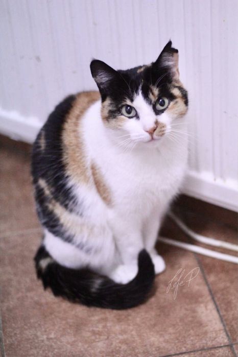 Kochana, niezwykle delikatna i spokojna Tonya PILNIE szuka domu!