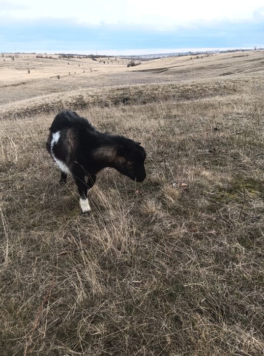 Продам козликов разных пород