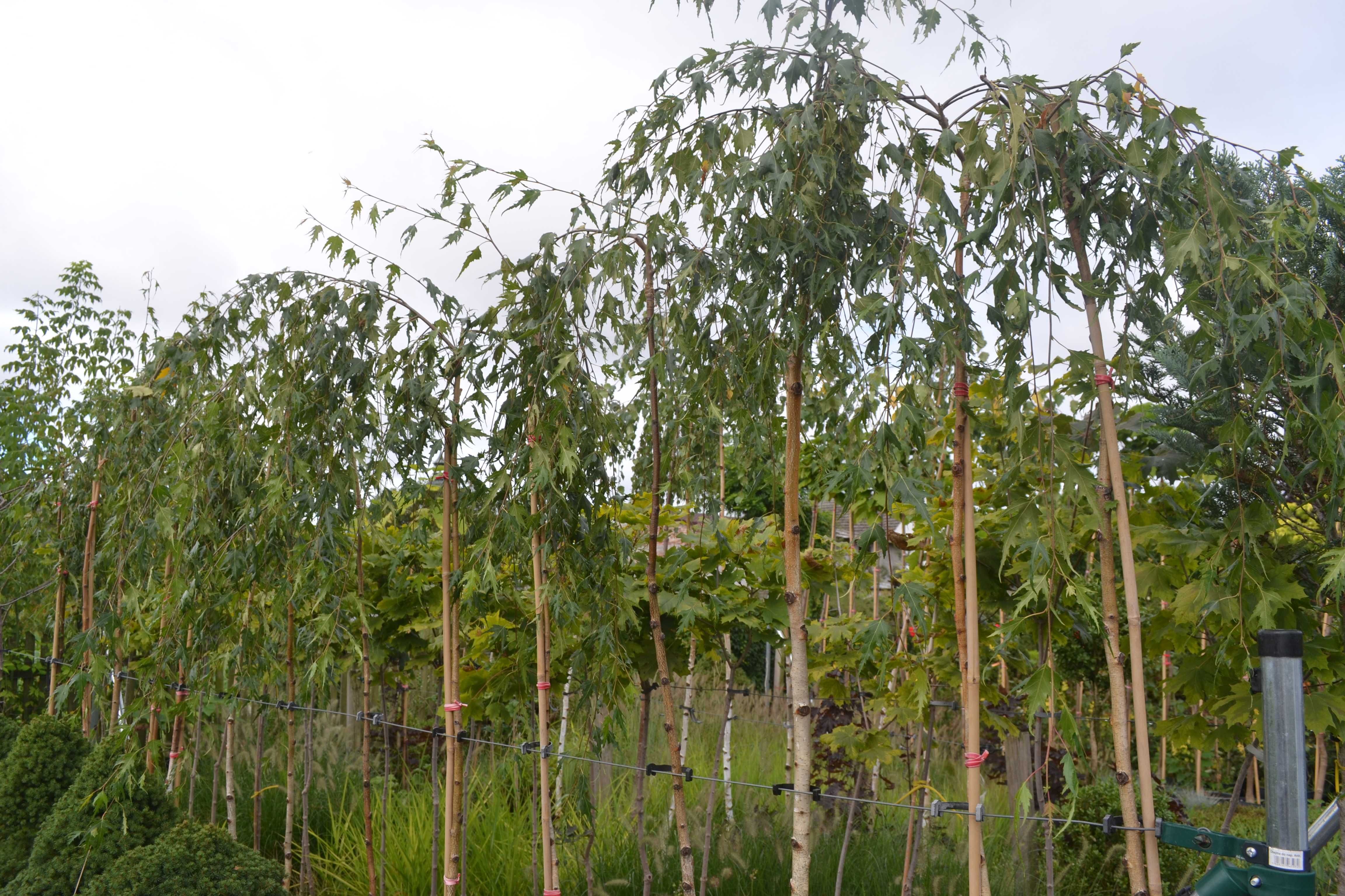 Brzoza youngii , brzoza strzępolistna pendula 2,2 m