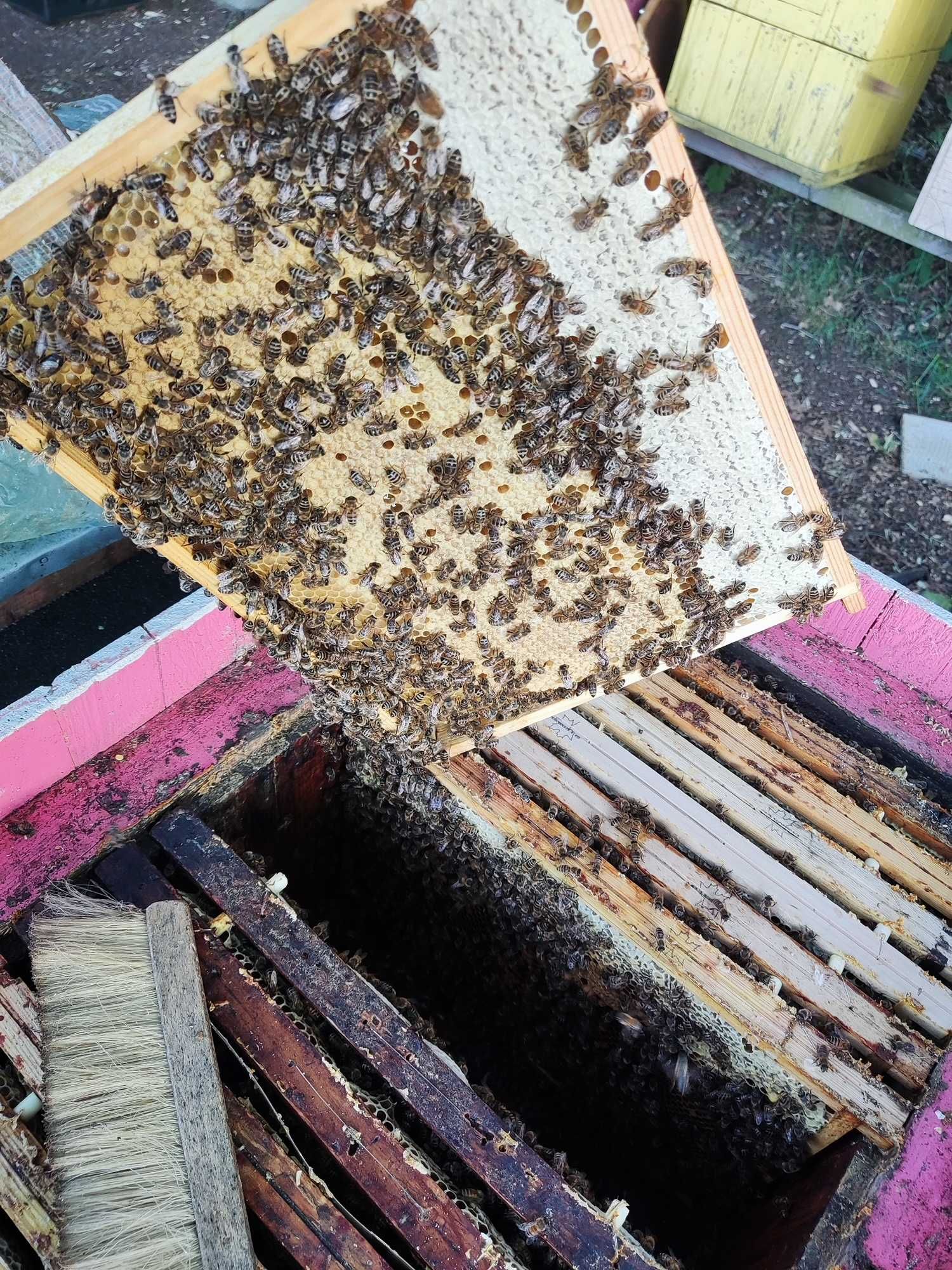 Rodziny pszczele 10-12 ramek krainka, r.wlkp, Ule, pasieka.