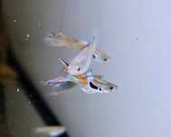 Guppys Endler Diversos