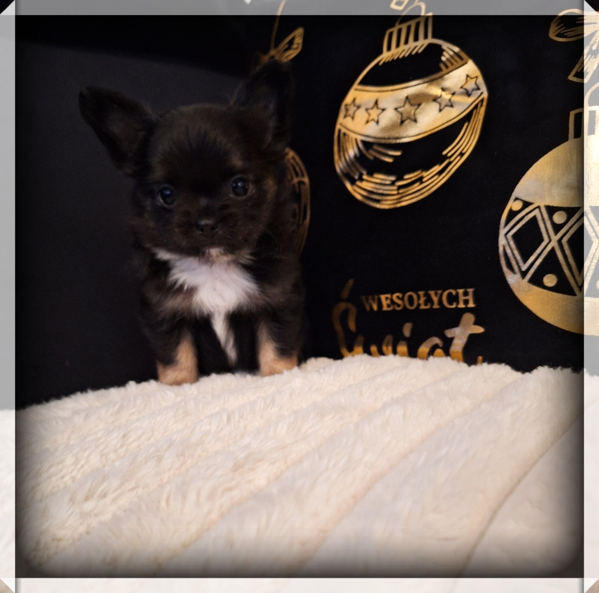 Reproduktor Chihuahua