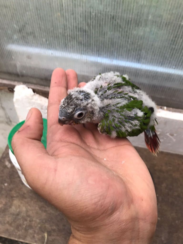 Cabeça de ameixa/ Pyhrra para criar á mão