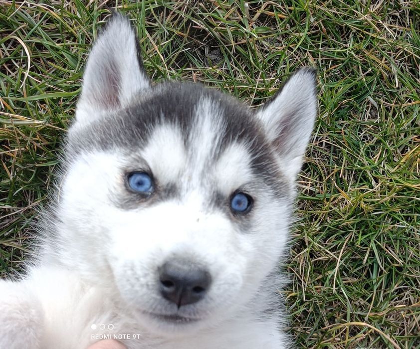 Niebieskooki szczeniaczek Siberian husky z elitarnym rodowodem
