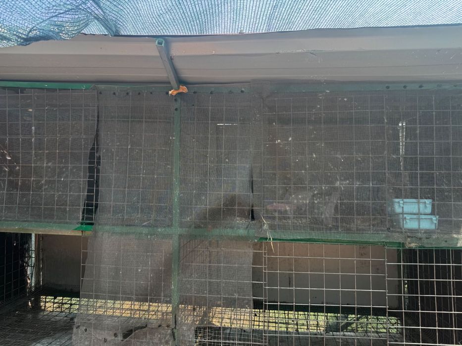 Gaiola quelhos ( rabbit cage )
