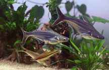 Pangasius 2 exemplares