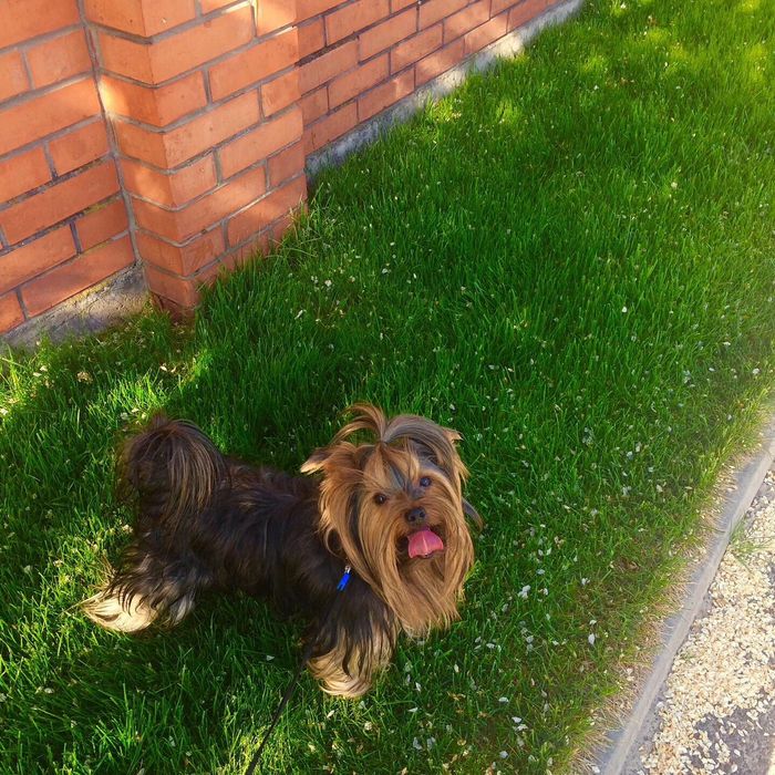 Вязка Йоркширский терьер