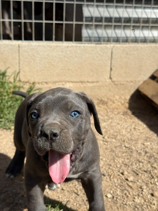 Cane corso blus de olho azul