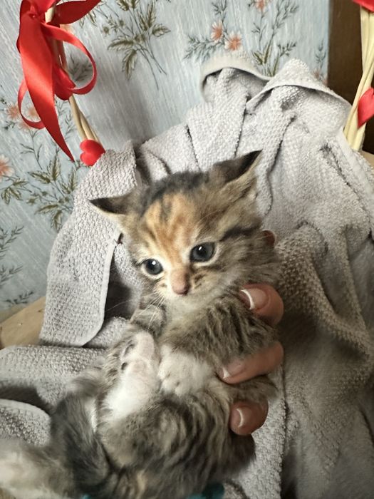 Котята в хорошие руки