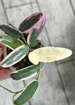 Хойя Lyi Prism Albomarginata