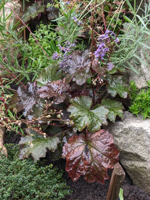 Різні вуличні рослини, плетючі, низькорослі