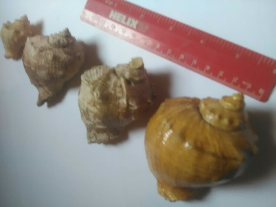 Ракушки. Одним лотом.