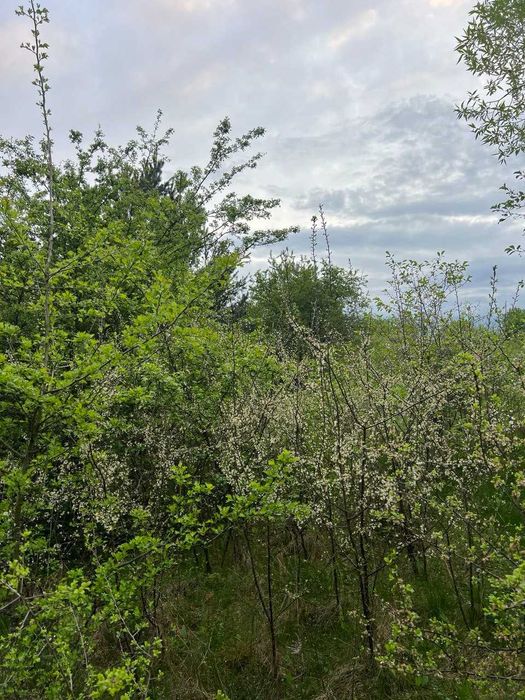 Продаж земельної ділянки під житлову забудову, Карачинів, 20сот