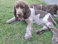 Polski spaniel myśliwski