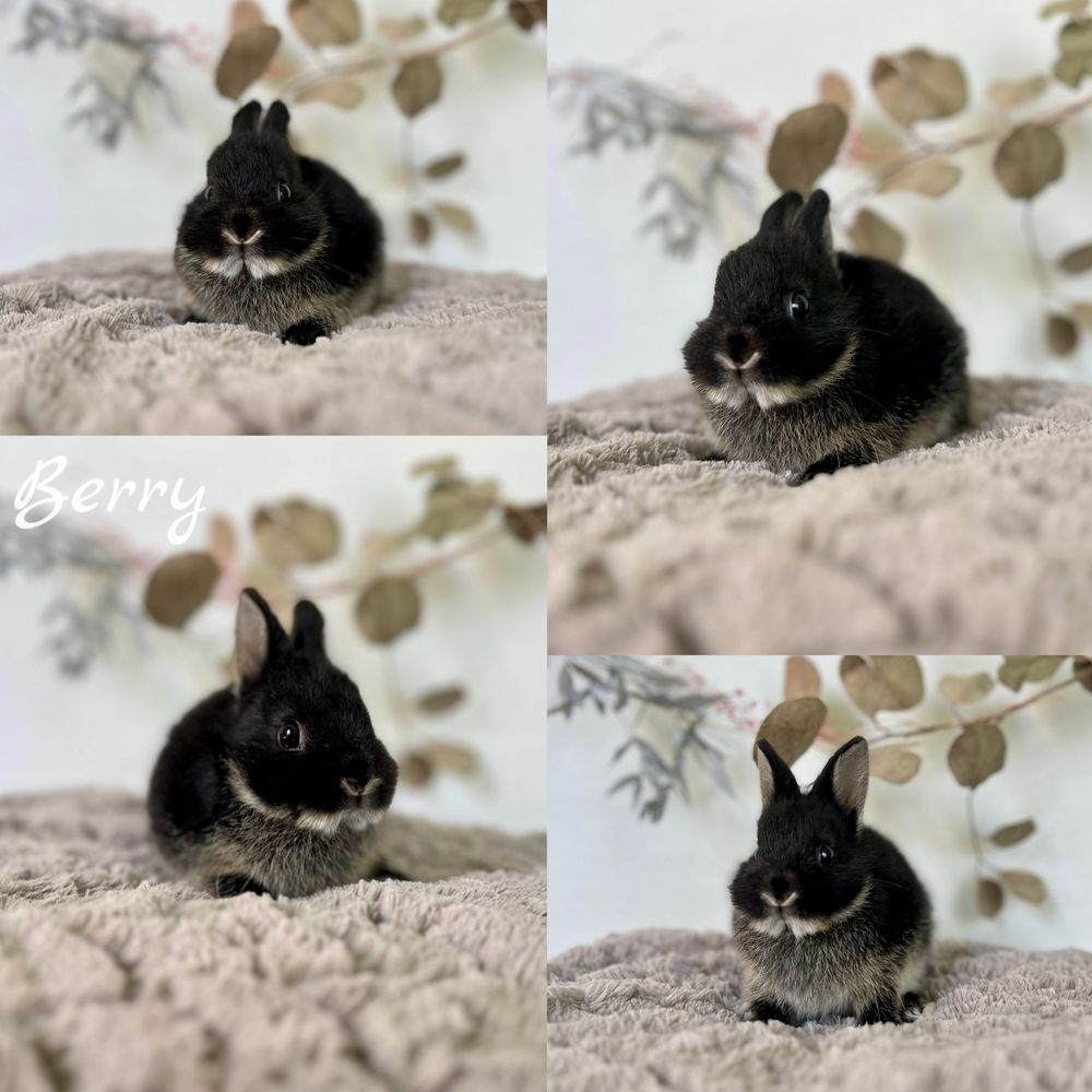 Króliczek Karzełek Teddy, karzelek Niderlandzki Mini Lop Aktualne