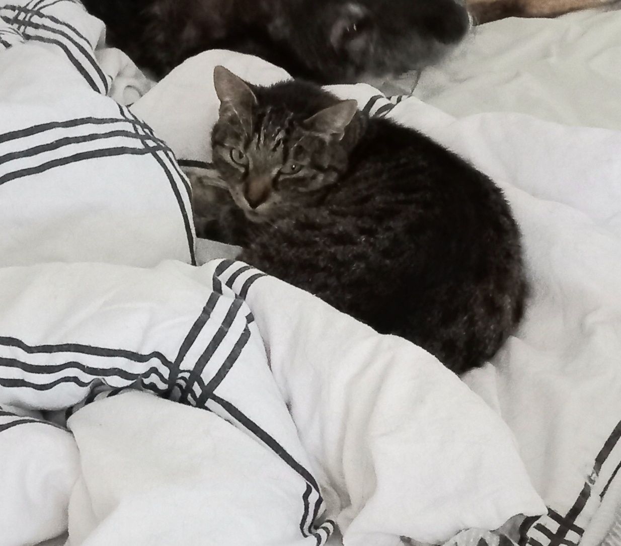 Plusia i Lili, dwie kotki, szukają wspólnego domu.