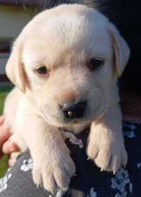 Labrador Retriever- biszkoptowa suczka