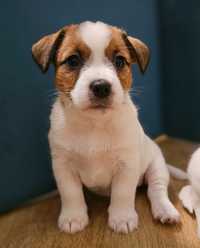 Jack Russell Terrier FCI ZKwP suczka