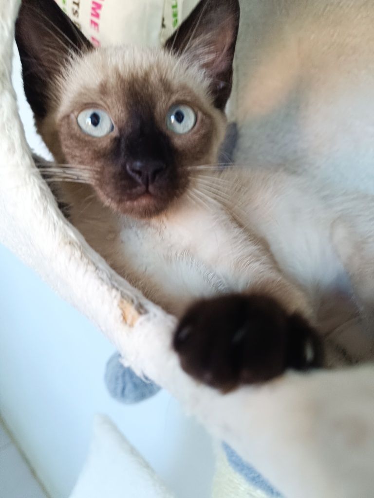 Gatinha para adoção em Viseu (cidade)
