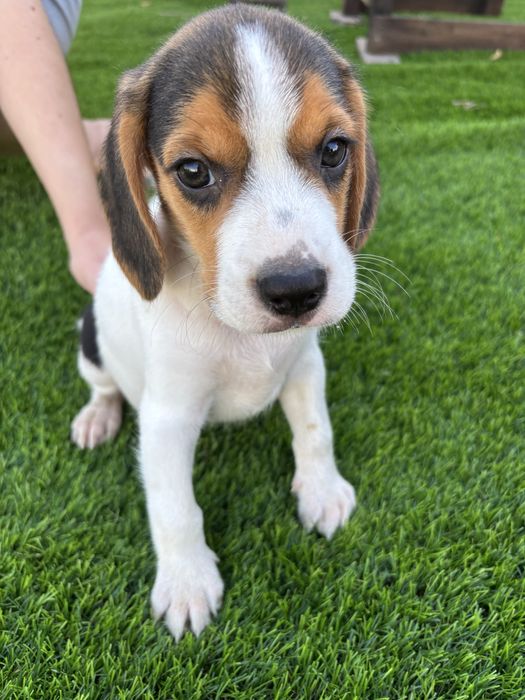 Beagle Tricolor pronto para entrega
