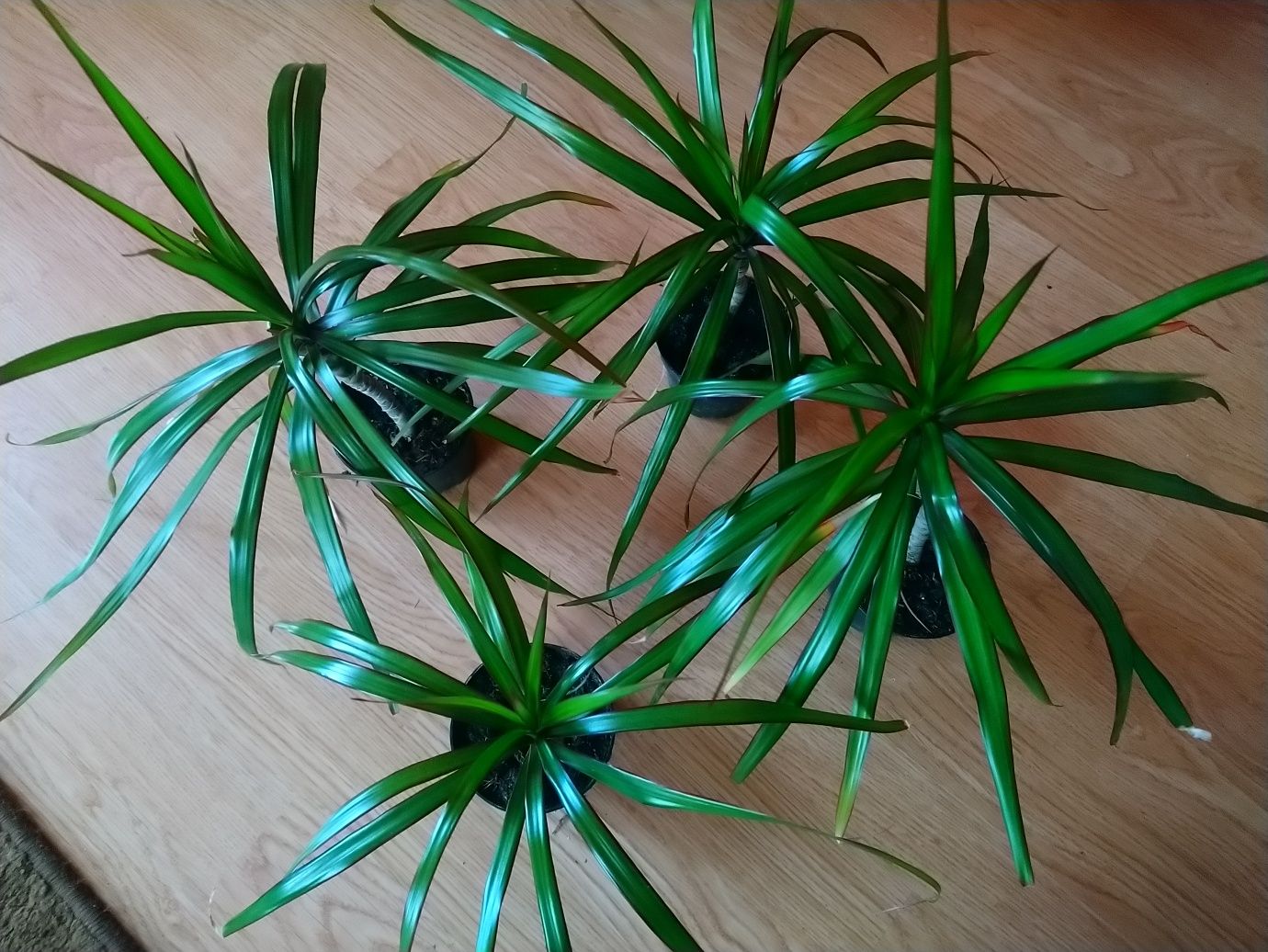 Roślina dracena pokojowa