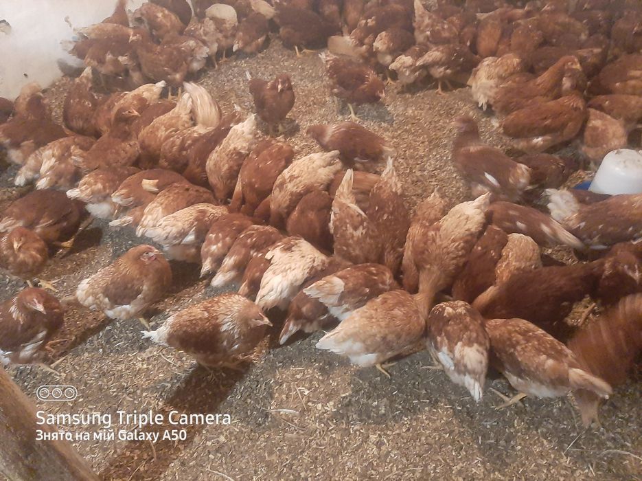 Кури несучки Качки Муларди Мулатки ,корм,Домінант,Ломан -сенді