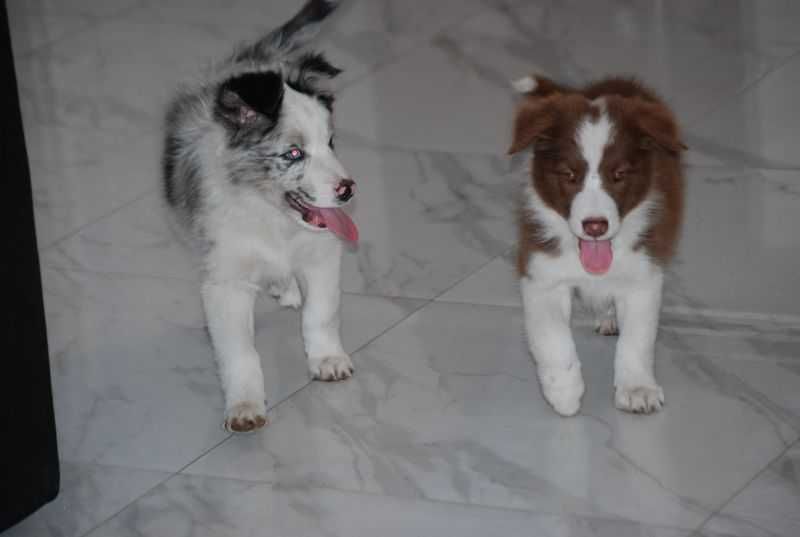 Pies Border Collie Czekoladowo-biały /Red