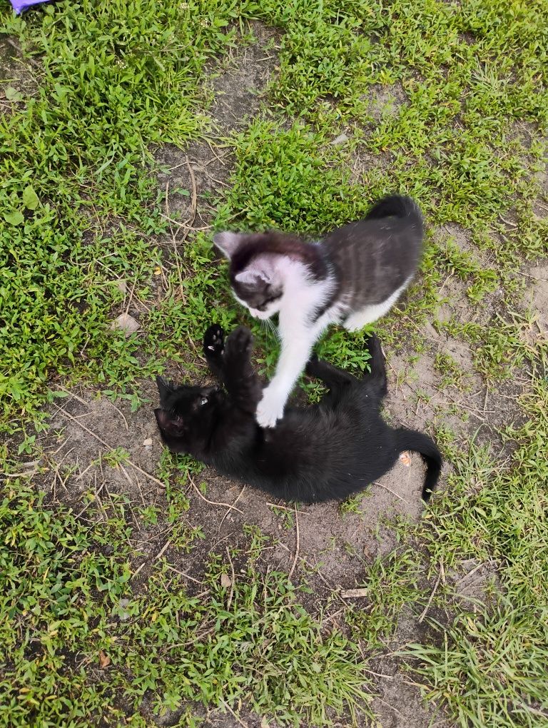 Kotki do adopcji