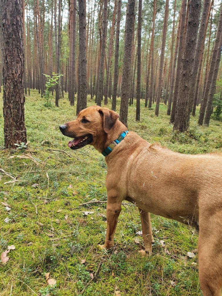 Pies w typie Rhodesian Ridgeback