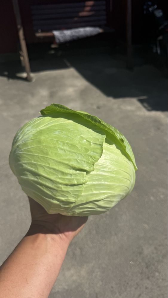 Капуста агресор (середньопізня)
