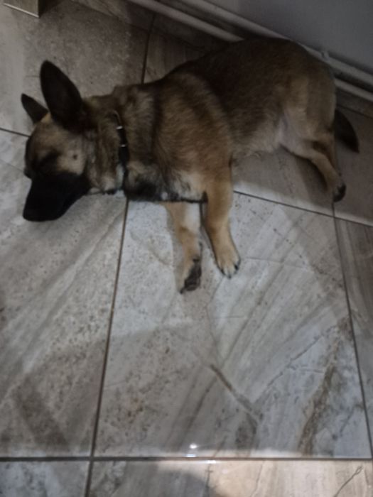 Oddam suczkę 8 miesięczną