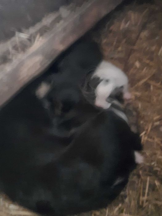 Mammalepieskioddamzadarmoodfobedamaleproszeokontakt