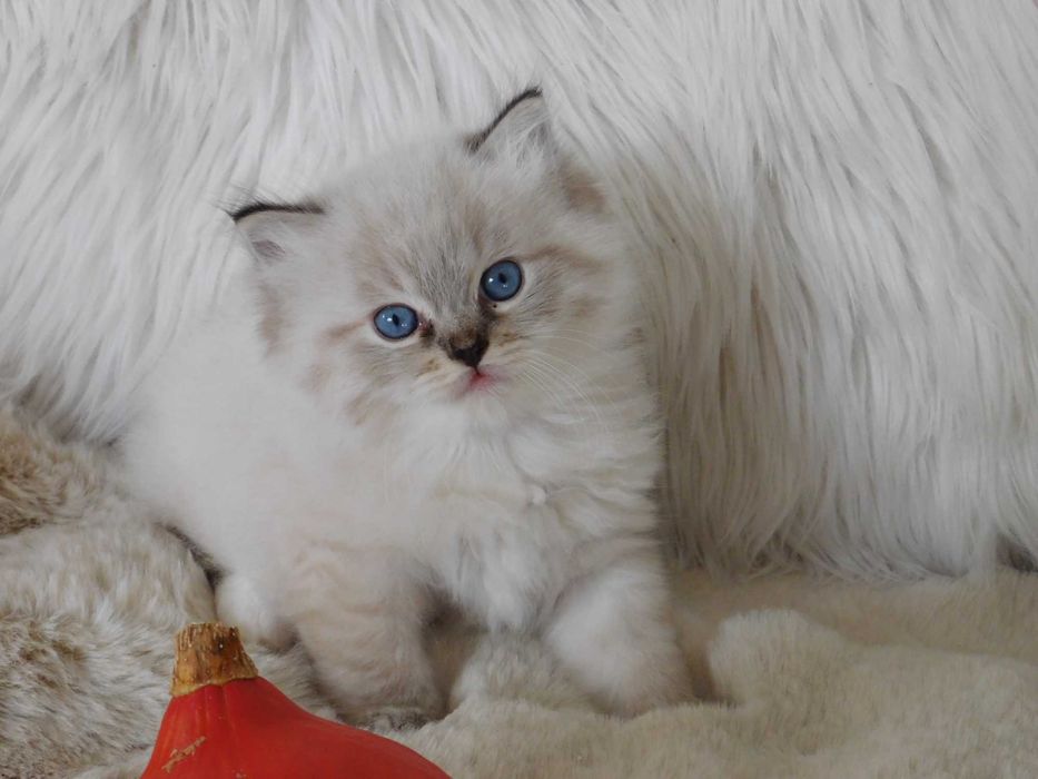 Kocurek rasy Ragdoll Andy -  rodowód FPL