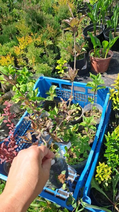 Міскантус Тамарікс Бересклет Туя на штамбі Кипарисовик лавсона Верба к