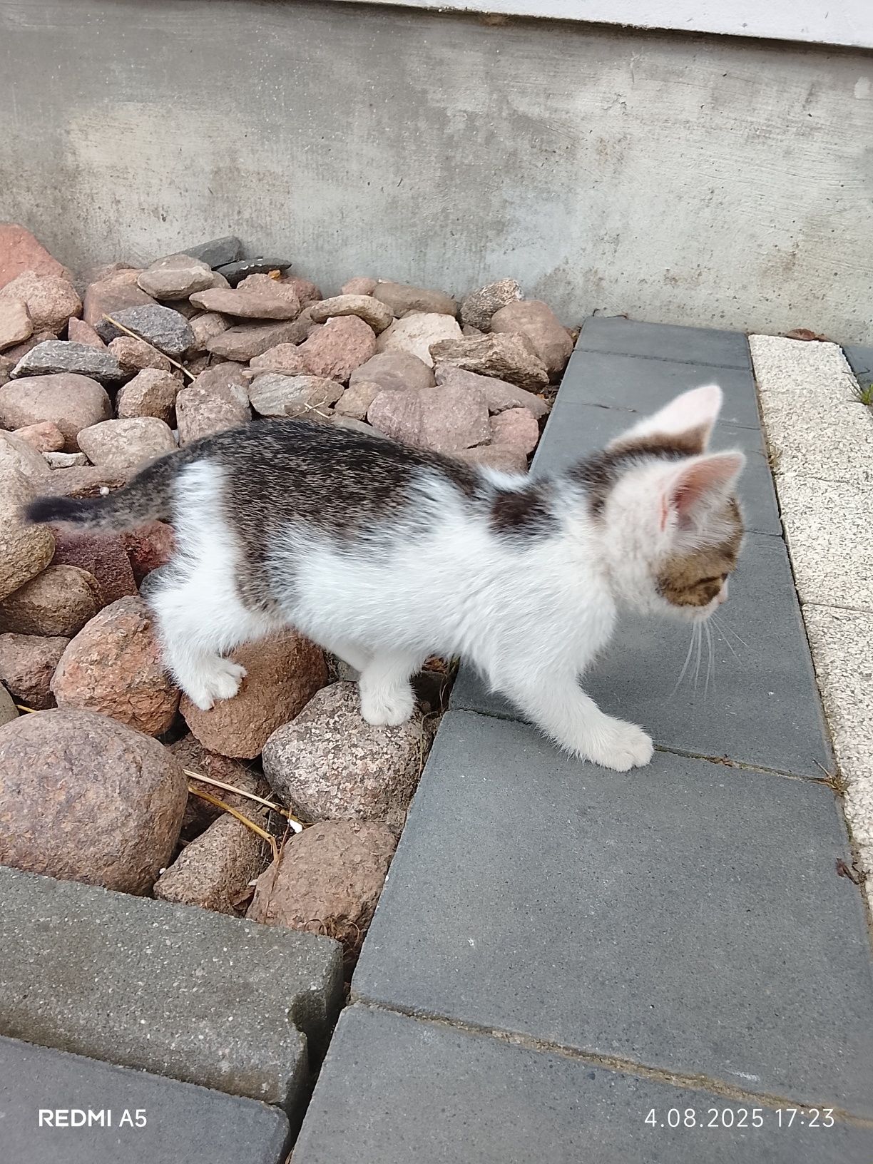 Kotek do adopcji