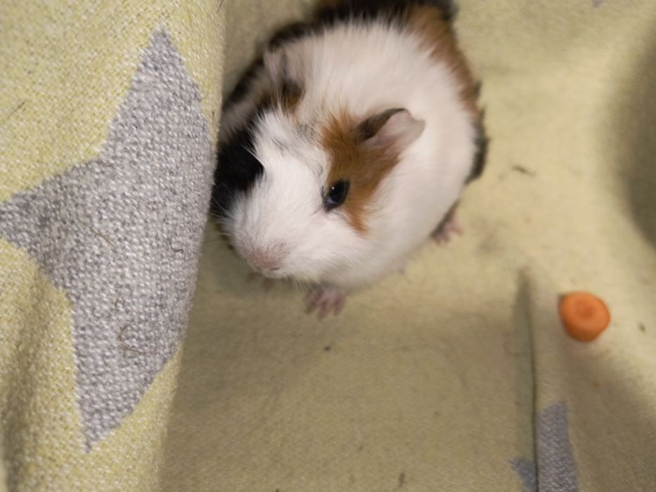 Чарівний веселий хлопчик. Морська свинка.