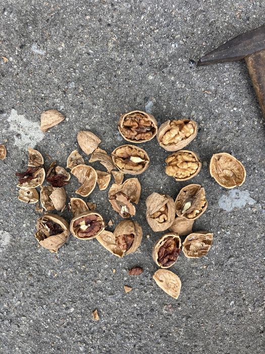 Продам цілий горіх 2025