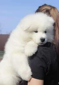 Samojed samoyed szczeniak