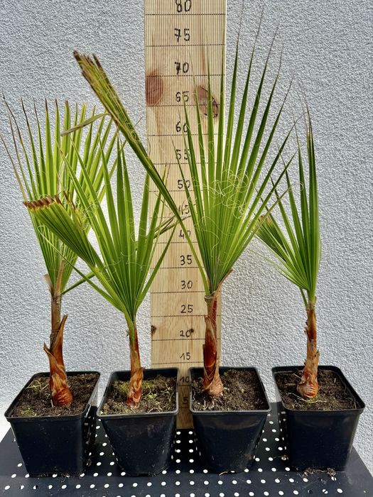 Washingtonia robusta palma -5 st.