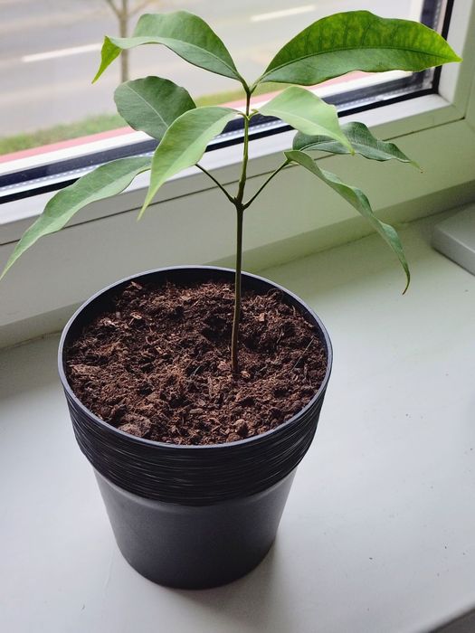 Drzewo liczi ma 3 miesiące