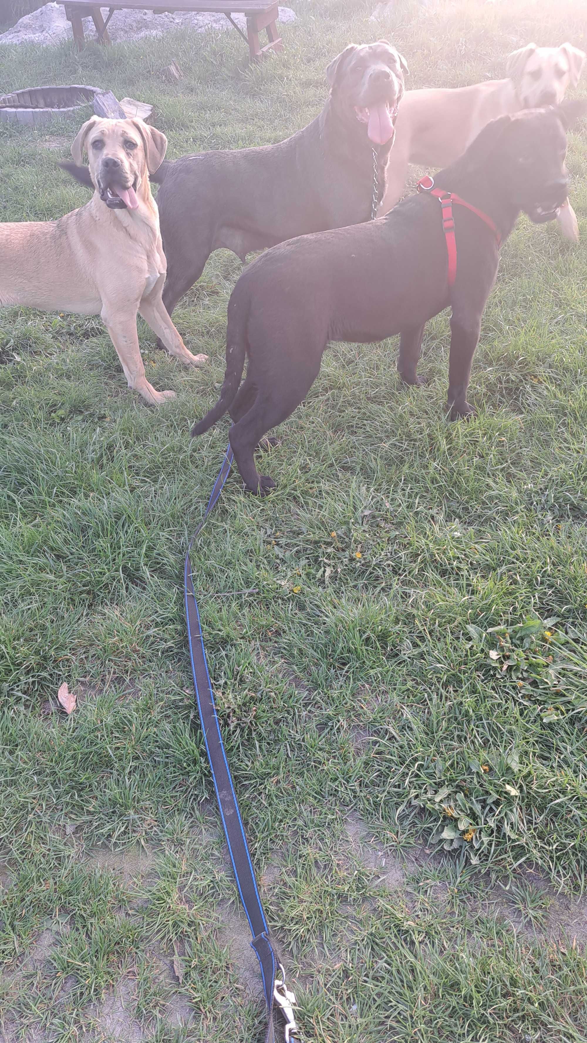 Cane corso suczka!