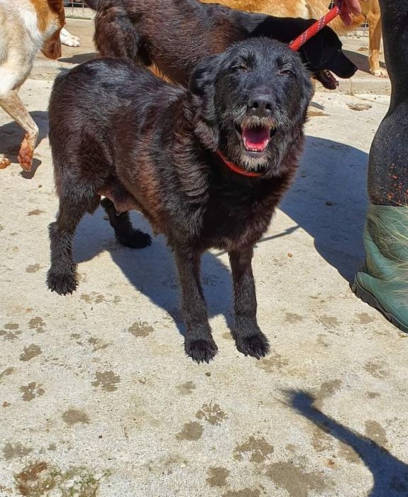 Lolipop- cachorra de porte médio/ grande para adoção