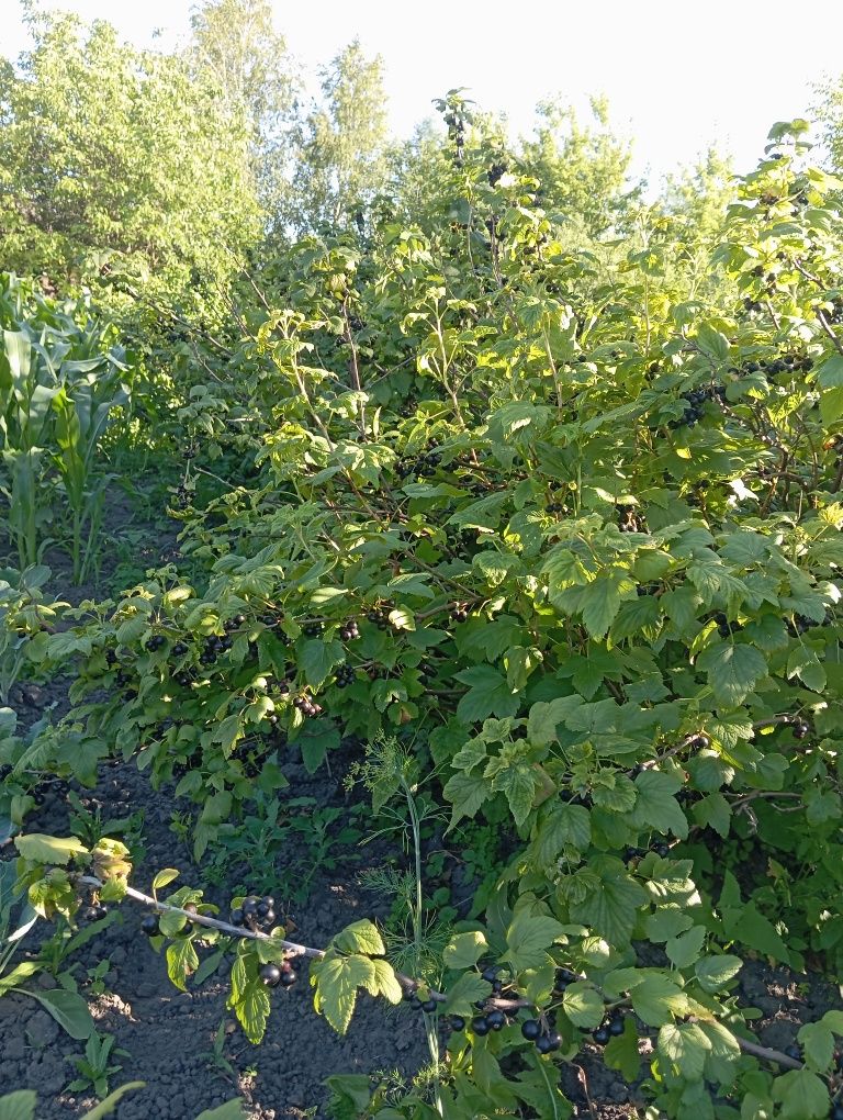 Продам домашні вишні, смородину, порічки.