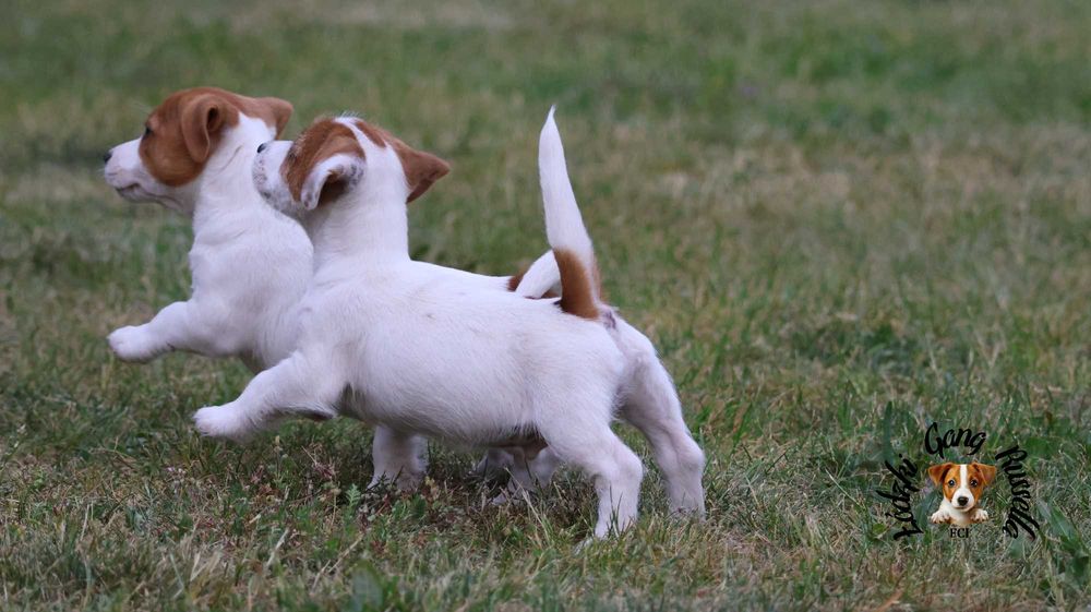 ZAPOWIEDŹ Jack Russell Terrier ZKwP FCI- PIESEK /badania genetyczne