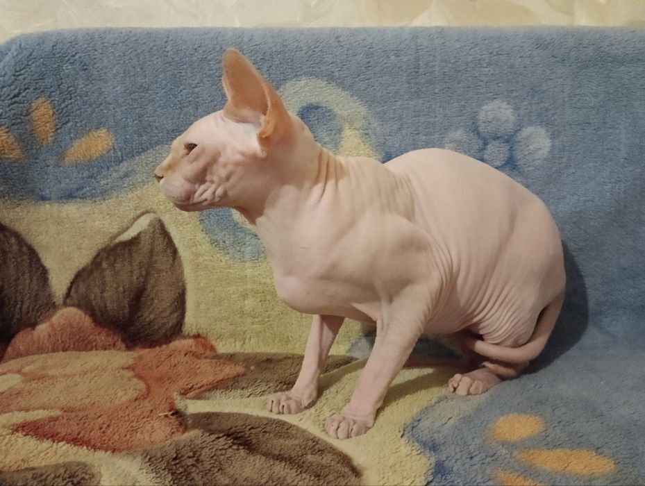 Канадський сфінкс- ідеальний домашній улюбленець