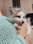 Liski, lisy oswojone, lis domowy, hodowla Marble Fox