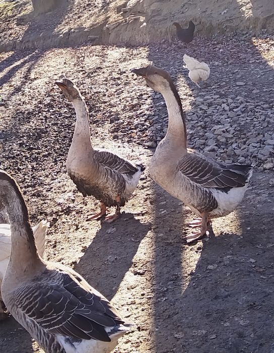 Gęsi garbonose młode