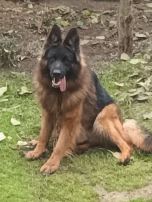 Oddam za darmo owczarka niemieckiego