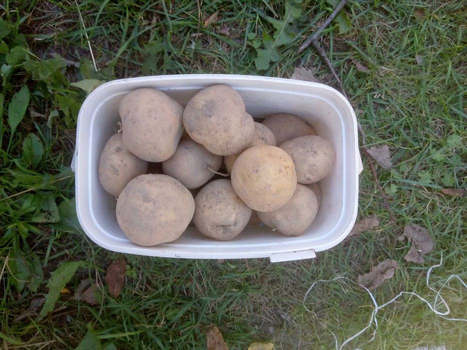 ziemniaki na oborniku Anielka