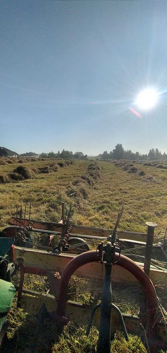 Siano/SŁOMA w kostkach 2025, Z transportem!